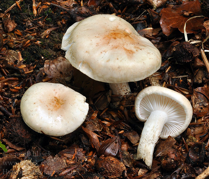 Hygrophorus fagi Hygrophore hêtre