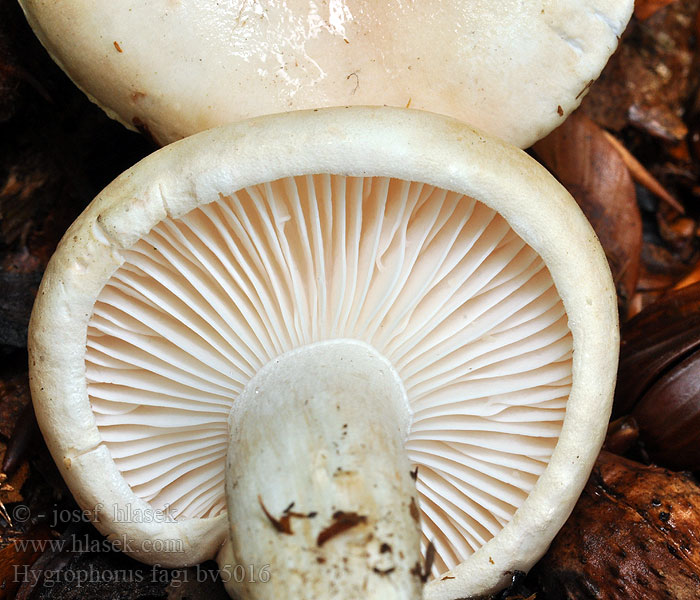 Šťavnatka zardělá Hygrophorus fagi