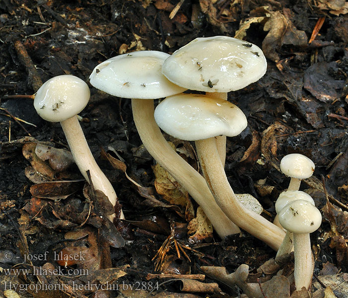 Hygrophorus hedrychii Šťavnatka Hedrychova