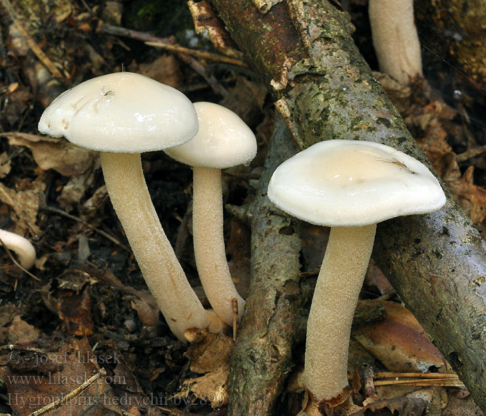 Hygrophorus hedrychii Dickschleimiger Birken-Schneckling