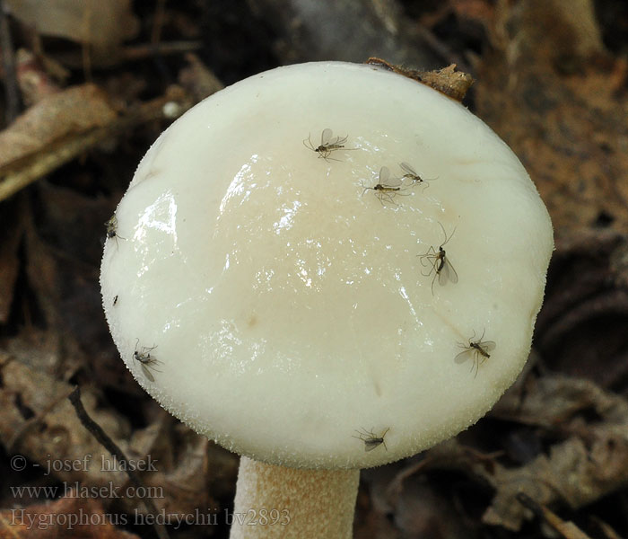 Hygrophorus hedrychii Wodnicha pomarańczowopłowa Bjørkvaxskivling