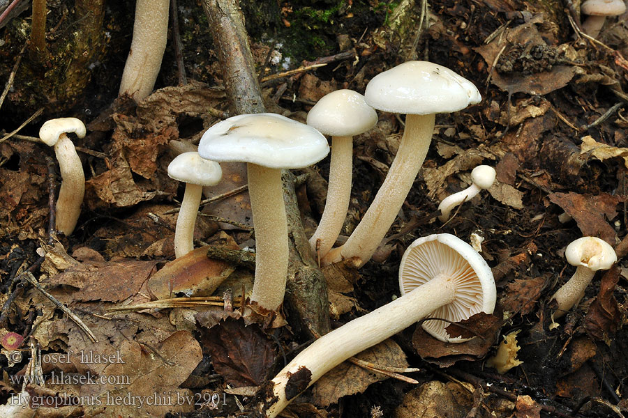 Hygrophorus hedrychii Šťavnačka brezová Björkvaxskivling