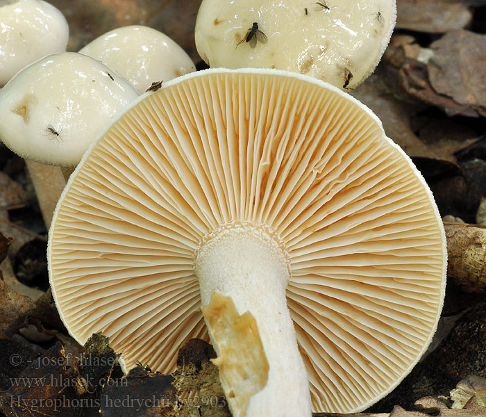 Hygrophorus hedrychii Koivuvahakas Bjørkevokssopp Гигрофор берёзовый