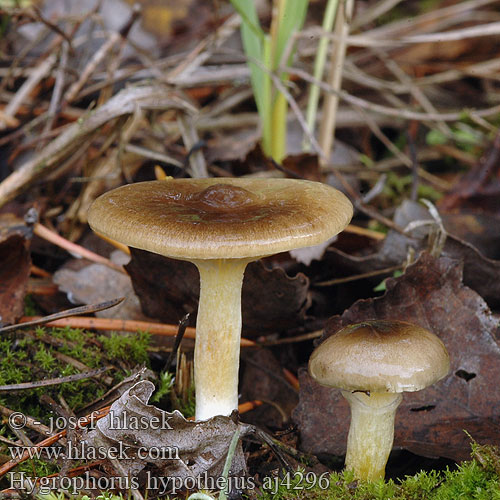 Hygrophorus hypothejus Šťavnatka pomrazka Wodnicha późna