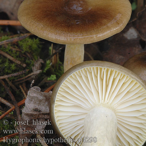 Hygrophorus hypothejus Šťavnačka mrazová Frostschneckling