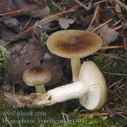 Hygrophorus hypothejus Gylden sneglehat Pozna polževka