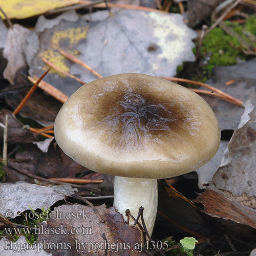 Hygrophorus hypothejus aj4305