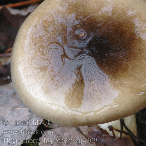 Hygrophorus hypothejus Herald Winter Hygrophore jaunissant