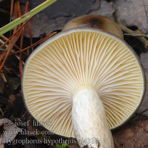 Hygrophorus hypothejus シモフリヌメリガサ