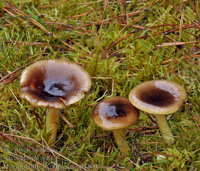 Hygrophorus hypothejus bp4300