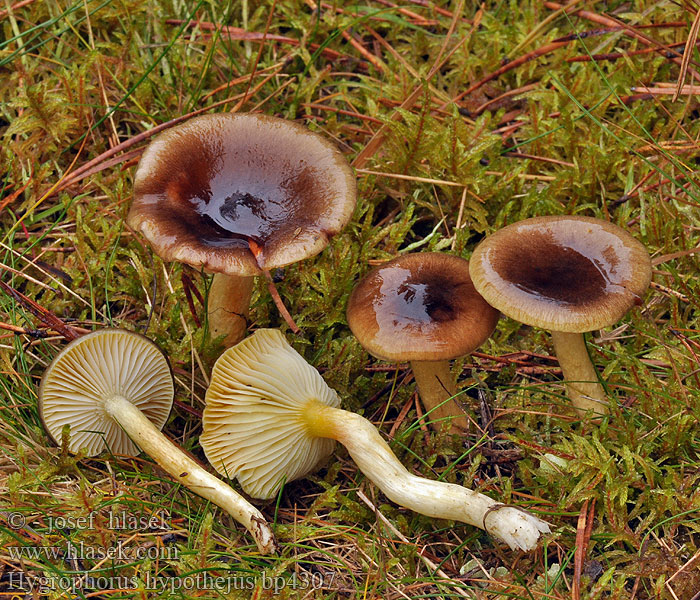 Hygrophorus hypothejus bp4307