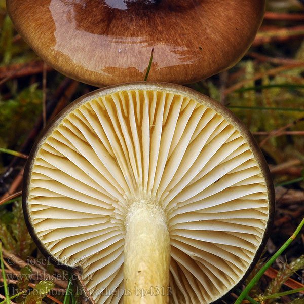 Hygrophorus hypothejus Šťavnatka pomrazka