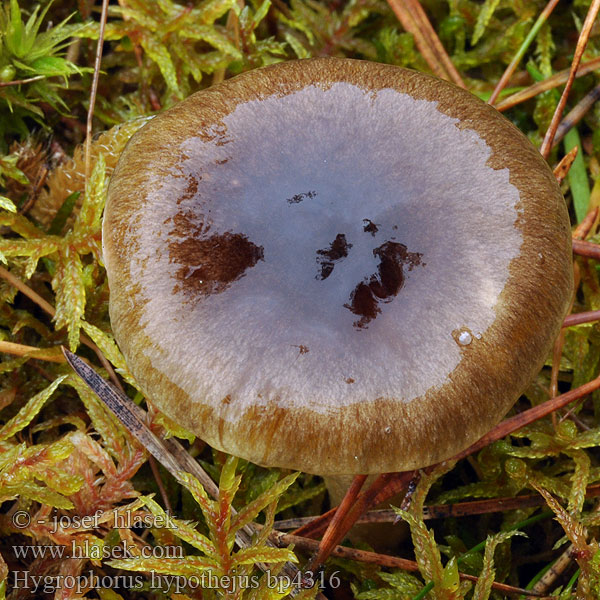 Hygrophorus hypothejus bp4316