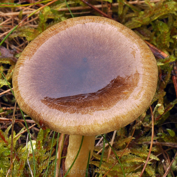 Hygrophorus hypothejus Wodnicha późna jasnożółta