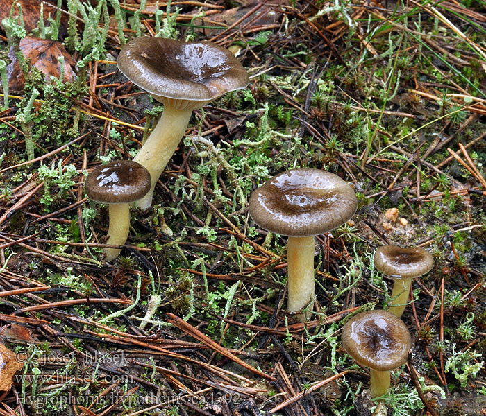 Šťavnatka pomrazka Hygrophorus hypothejus