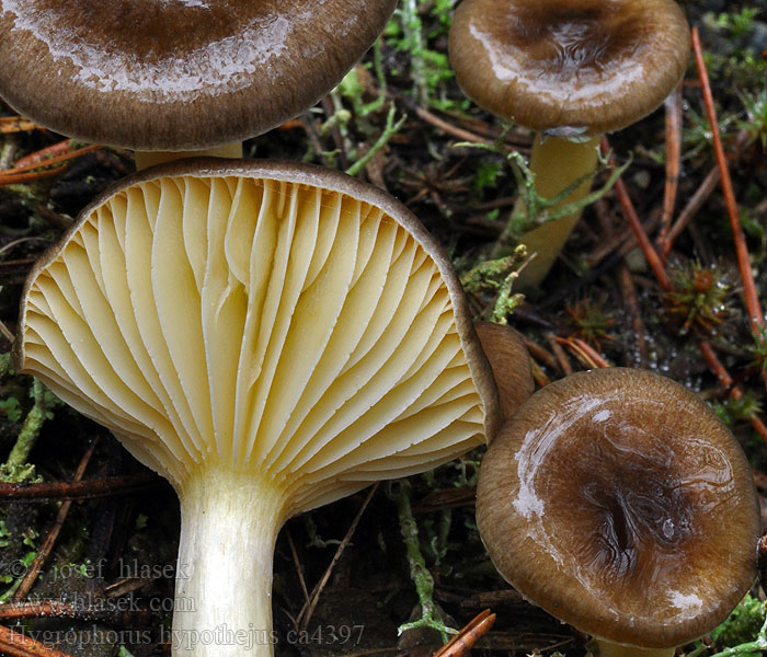 Šťavnačka mrazová Hygrophorus hypothejus