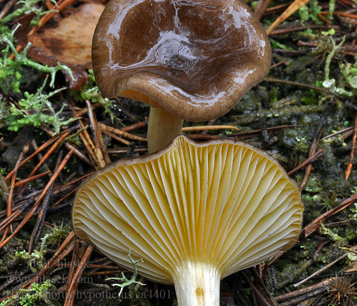 Frostschneckling Hygrophorus hypothejus