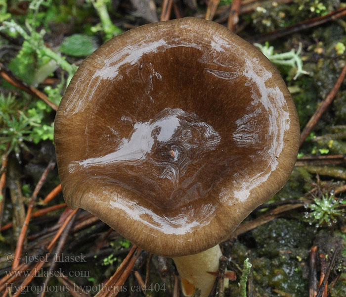 Gylden sneglehat Hygrophorus hypothejus