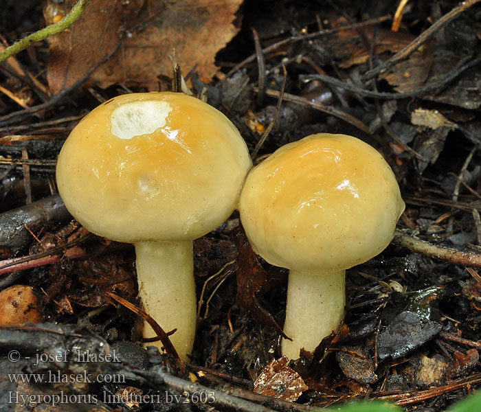 Hygrophorus lindtneri Šťavnatka Lindtnerova