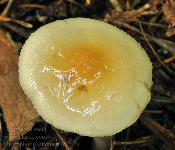 Hygrophorus lindtneri Bleekrandslijmkop Gyertyán-csigagomba