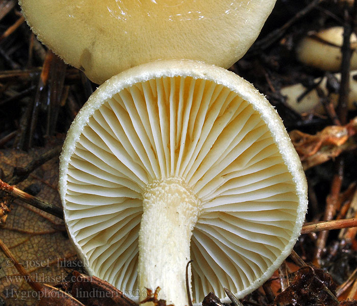 Hygrophorus lindtneri Hellrandiger Schneckling