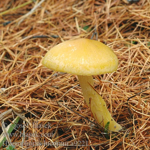 Hygrophorus lucorum Šťavnatka modřínová Wodnicha modrzewiowa Lärchenschneckling Hygrophore Mélèze Lorkenslijmkop キヌメリガサ Macesnova polževka Larch Woodwax Lærke-sneglehat Vörösfenyő csigagomba