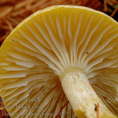 Hygrophorus lucorum a9225