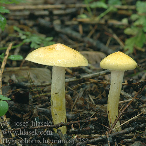 Hygrophorus lucorum Lärchenschneckling Hygrophore Mélèze Lorkenslijmkop キヌメリガサ Macesnova polževka Larch Woodwax Lærke-sneglehat Vörösfenyő csigagomba Šťavnatka modřínová Wodnicha modrzewiowa