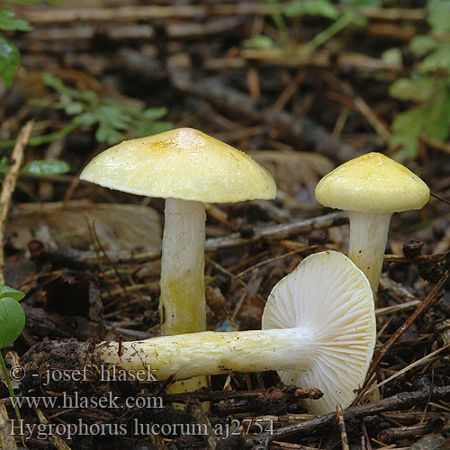 Hygrophorus lucorum Lorkenslijmkop キヌメリガサ Macesnova polževka Larch Woodwax Lærke-sneglehat Vörösfenyő csigagomba Šťavnatka modřínová Wodnicha modrzewiowa Lärchenschneckling Hygrophore Mélèze