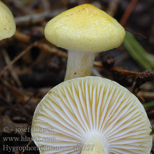 Hygrophorus lucorum Larch Woodwax Lærke-sneglehat Vörösfenyő csigagomba Šťavnatka modřínová Wodnicha modrzewiowa Lärchenschneckling Hygrophore Mélèze Lorkenslijmkop キヌメリガサ Macesnova polževka