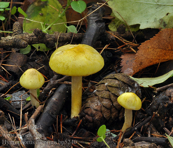 Hygrophorus lucorum Larch Woodwax Lærke-sneglehat