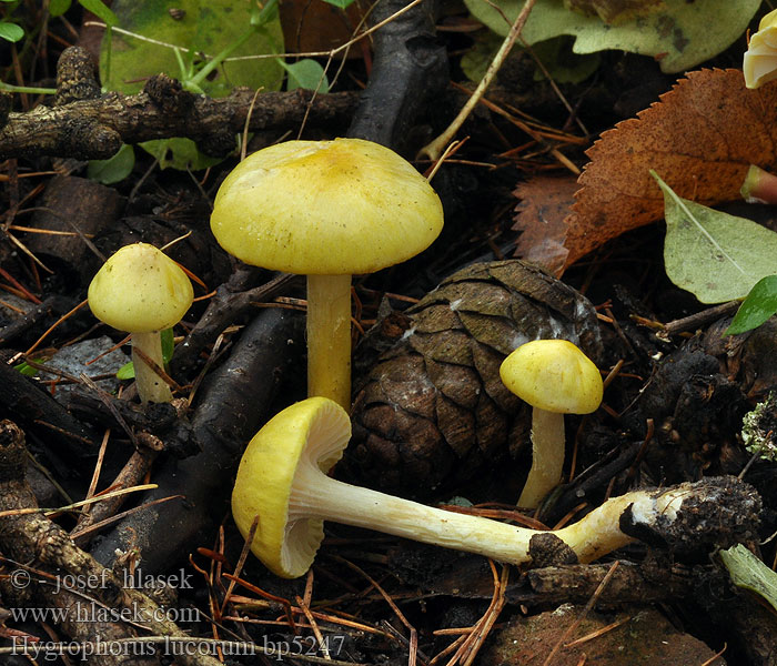 Hygrophorus lucorum Vörösfenyő csigagomba Šťavnatka modřínová