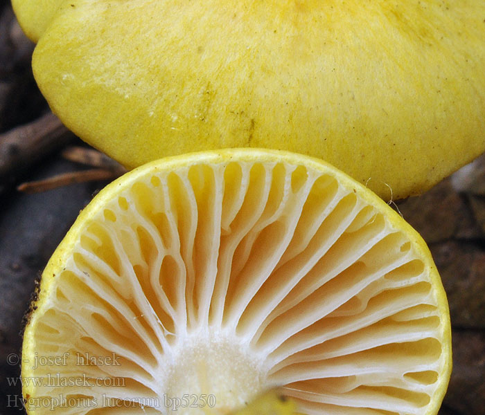 Hygrophorus lucorum Šťavnatka modřínová Wodnicha modrzewiowa