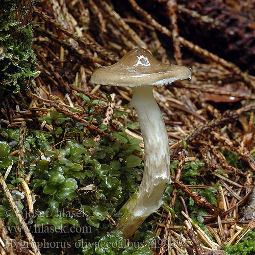 Hygrophorus olivaceoalbus Šťavnatka olivově bílá Hygrophore blanc olivâtre Šťavnačka olivovohnedá Wodnicha oliwkowobiała Natternstieliger Schneckling Гигрофор оливково-белый черноголовик сластена Olīvbaltā gliemezene 蜡伞科 Hvidbrun Sneglehat Harmaakirjovahakas Sparrenslijmkop Olajbarna csigagomba Olivenbrun vokssopp Olivnobela polževka Olivvaxskivling