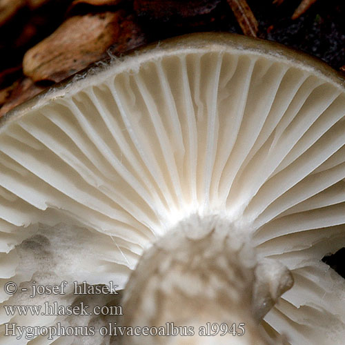 Hygrophorus olivaceoalbus al9945