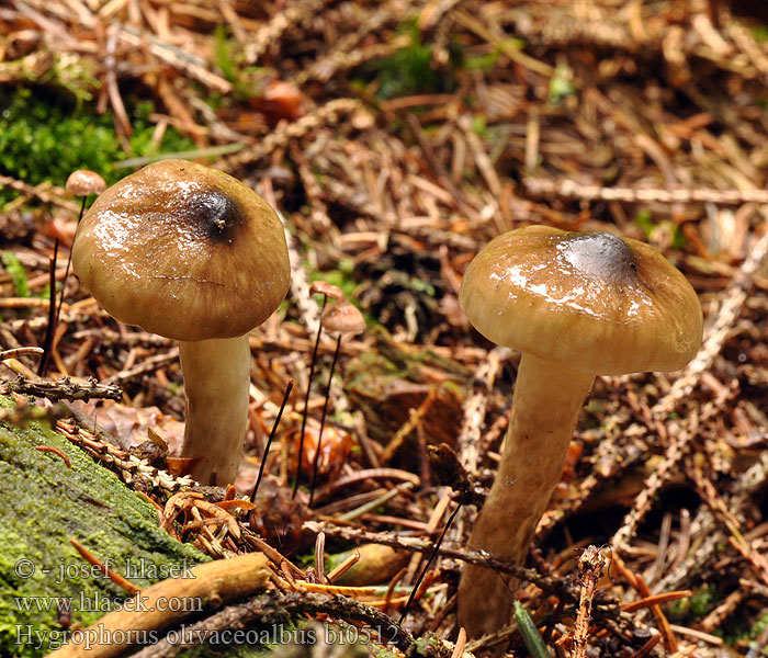 Hygrophorus olivaceoalbus bi0512