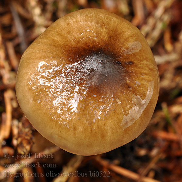 Hygrophorus olivaceoalbus bi0522