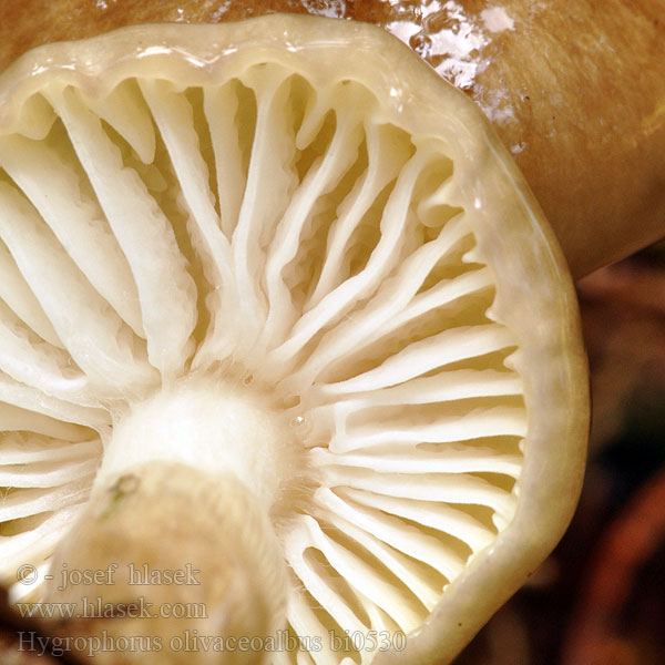 Sparrenslijmkop Olajbarna csigagomba Olivenbrun vokssopp Olivnobela polževka Olivvaxskivling Hygrophorus olivaceoalbus Šťavnatka olivově bílá Hygrophore blanc olivâtre Šťavnačka olivovohnedá Wodnicha oliwkowobiała Natternstieliger Schneckling Гигрофор оливково-белый черноголовик сластена Olīvbaltā gliemezene 蜡伞科 Hvidbrun Sneglehat Harmaakirjovahakas