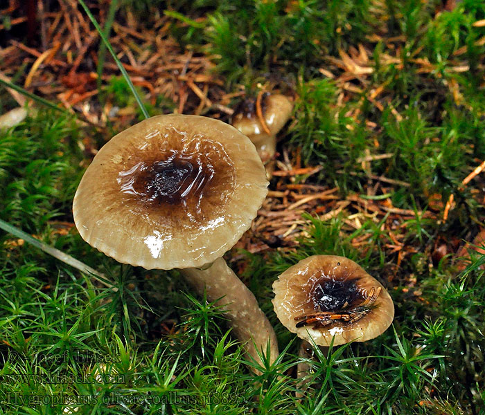 Šťavnačka olivovohnedá Wodnicha oliwkowobiała Hygrophorus olivaceoalbus