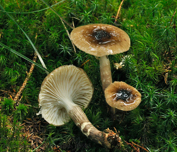 Olīvbaltā gliemezene 蜡伞科 Hvidbrun Sneglehat Hygrophorus olivaceoalbus