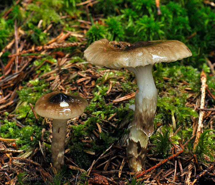 Harmaakirjovahakas Sparrenslijmkop Olajbarna csigagomba Hygrophorus olivaceoalbus