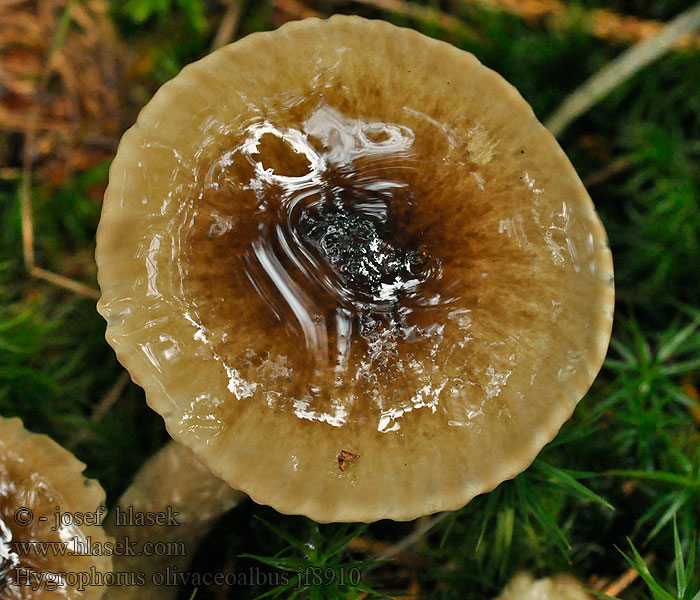 Olivenbrun vokssopp Olivnobela polževka Olivvaxskivling Hygrophorus olivaceoalbus