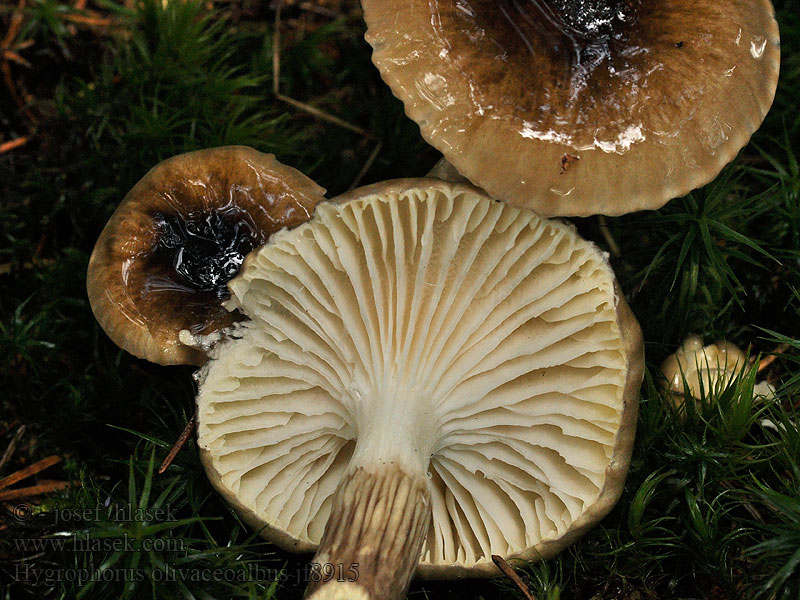 Hygrophorus olivaceoalbus