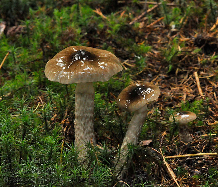 Šťavnatka olivově bílá Hygrophorus olivaceoalbus