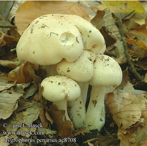 Hygrophorus penarius ac8708