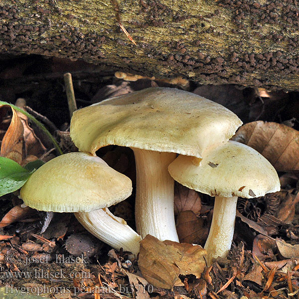 Hygrophorus penarius bi3710