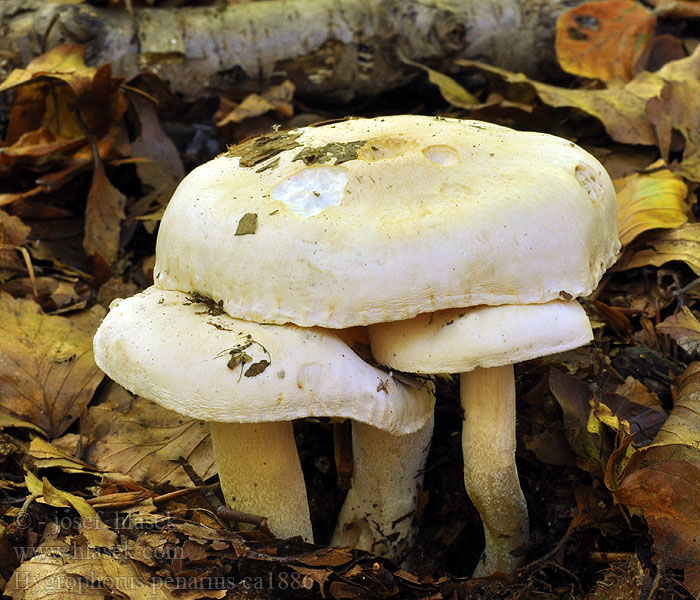 Šťavnatka buková Hygrophorus penarius