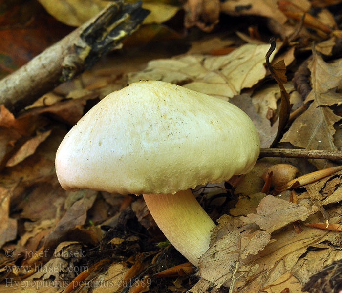 Trockener Schneckling Hygrophorus penarius