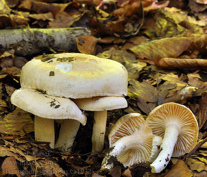 Hygrophore buffet office Hygrophorus penarius