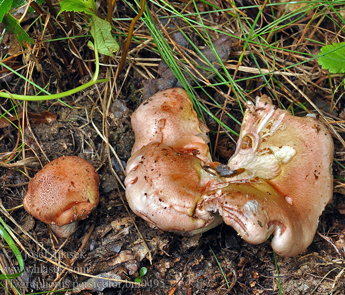 Hygrophorus persicolor bm0495